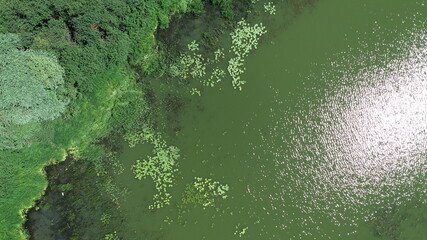 Aerial view of lakeshore on sunny summer day