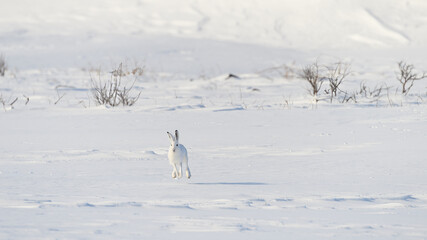 Mountain hare (Lepus timidus) with white fur in snowy landscape, Vardø, Norway © STUEDAL