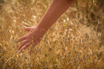 Woman's Hand Touching The Grass Running In A Field.