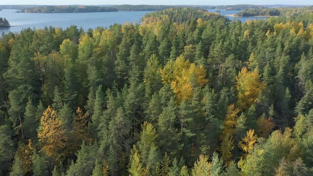 The top of the green trees on the side of Lake Saimaa in Finland. Saimaa is a lake in the southeastern part of the country. Near the Russian-Finnish border.geology video.4k