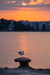 An alone seagull sitting on top of a mooring bollard with bright setting sun in the background.