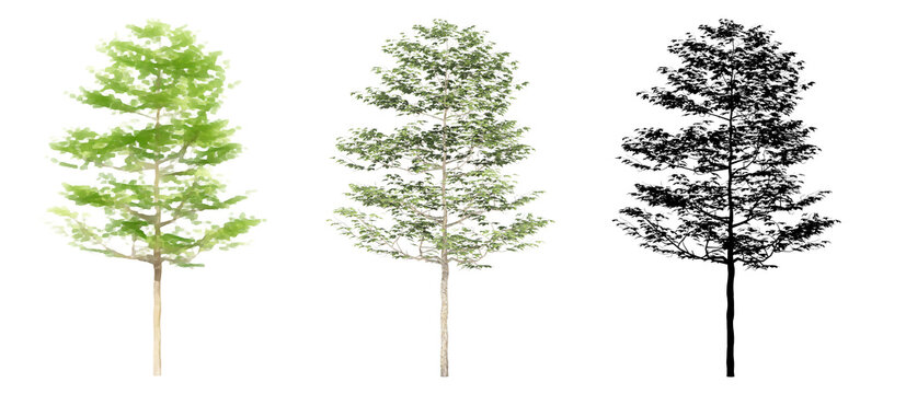 Set or collection of American Sycamore trees, painted, natural and as a black silhouette on white background. Concept or conceptual 3d illustration for nature, ecology and conservation, strength