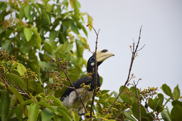 The great Hornbills on the island.