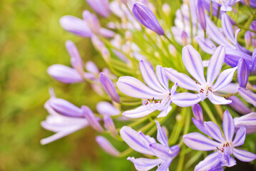Close up of a blue agapanthus flower in a garden in summer