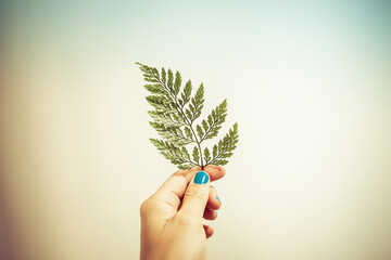 mano sujetando una hoja de helecho como simbolo del respeto al medio ambiente y de cuidado del planeta y la naturaleza