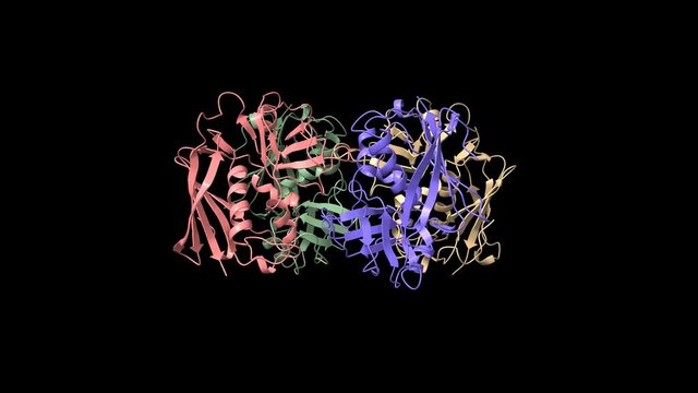 Structure of streptococcal pyrogenic exotoxin A1, animated 3D cartoon and Gaussian surface models, chain id color scheme, based on PDB 1b1z, black background.