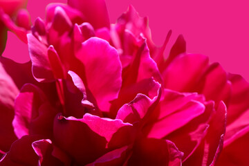 Abstract pink background of blurred peony petals on a pink groundcover