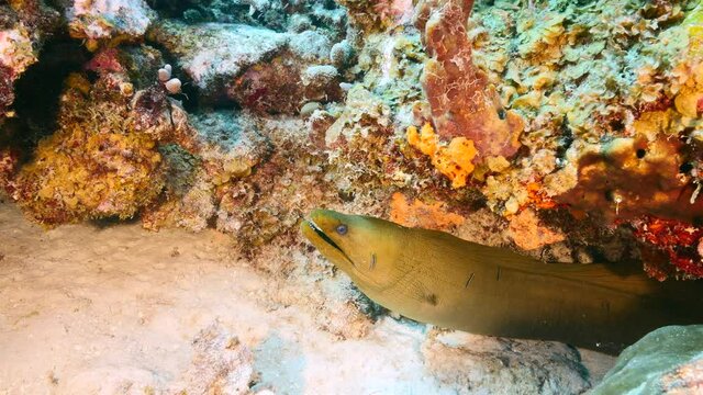 Seascape with Green Moray Eel in the coral reef of Caribbean Sea, Curacao