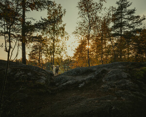 Fototapeta premium Tara river bank, canyon and mountains covered with green forest on sunset in Montenegro