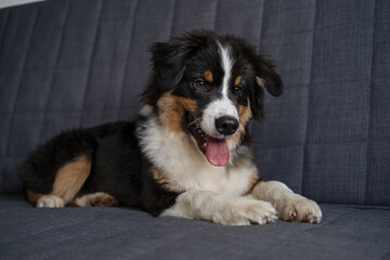 Australian shepherd three colours puppy do lie on couch 