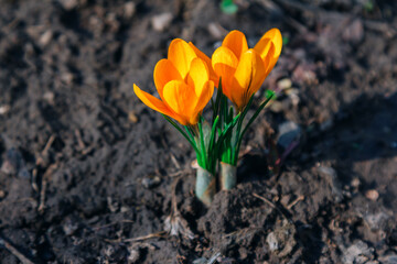 View of beautiful yellow crocus flowers, growing in a garden. Spring blooming nature.