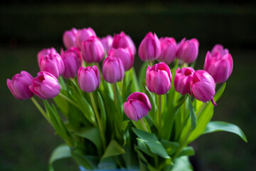 Beautiful bouquet of tulips, spring flowers