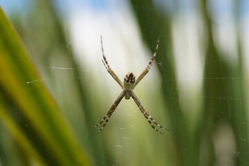 spider on the web