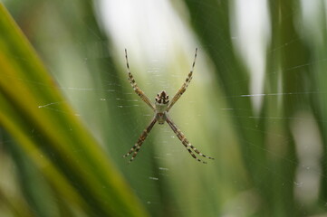 spider on a web