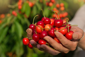 the concept of summer and the harvest of sweet cherries, in women's palms are full of red berries of sweet cherries