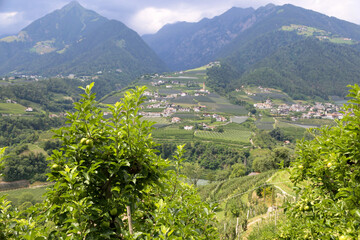 Wine growing in vineyard against mountain panorama in South Tyrol, Europe - obrazy, fototapety, plakaty