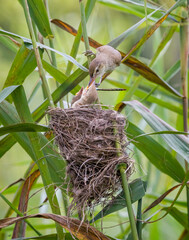 reed warbler's brooding in wetland