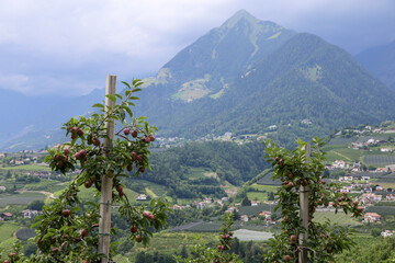 Apples growing in orchard against mountain panorama in South Tyrol, Europe