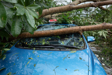 Broken tree fallen on top of parking car,damaged car after super typhoon Mangkhut in China on16 Sep 2018 - obrazy, fototapety, plakaty
