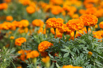 Marigold Moonlight or discovery orange Tagetes background, selective focus