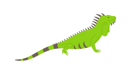 Foto op Canvas Wild green iguana lizard side view flat vector illustration isolated on white. © sabelskaya