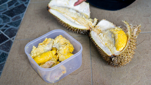 Hand Opened up Durian fruit and stored it inside a plastic food container for making a "Tempoyak" or fermented durian. King of fruits in Southeast Asian. Selective focus.