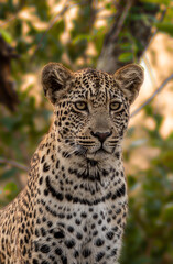 Leopard Sabie Sands