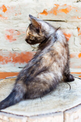 Small black kitten looks, turning its head to the side, back view. Caring for pets