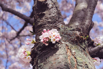 Cherry blossoms sakura in copenhagen