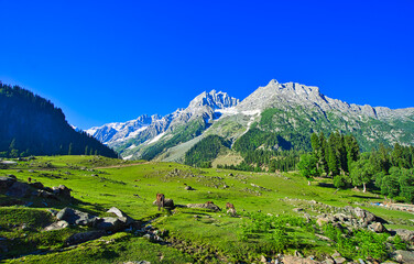 Fototapeta na wymiar Beautiful mountain scenery. Blue sky, white clouds, horses grazing. In-depth trip on the Sonamarg Hill Trek in Jammu and Kashmir, India, June 2018