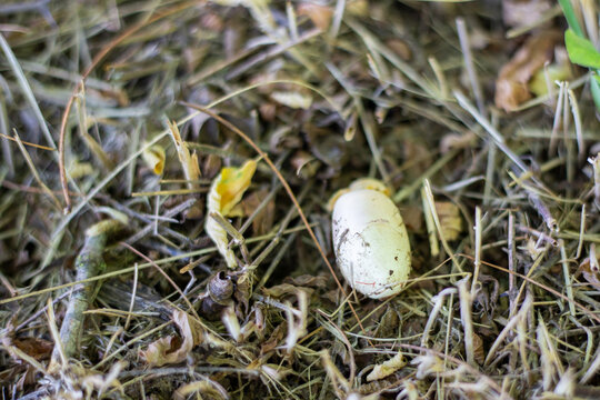 Yellow-bellied snake egg. Brood of offspring of a snake in nature