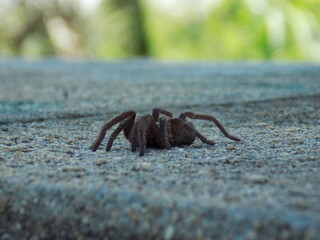 spider on the wall