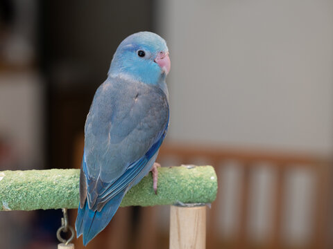 Selective focus of baby forpus parrotlet parrot cobalt turquoise bird on toy branch