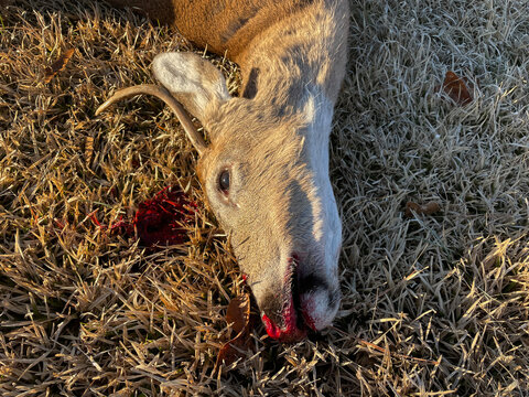 Head of a dead deer with blood in the Fall Roadkill