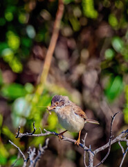 thorn warbler with an insect in its beak