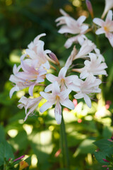 Amaryllis, Amarillis belladonna pink flower blooming in garden, on greenary background, selective focus, vertical