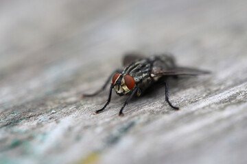 A large housefly sits on an old wooden surface. Macro photography and selective focus. Macro...