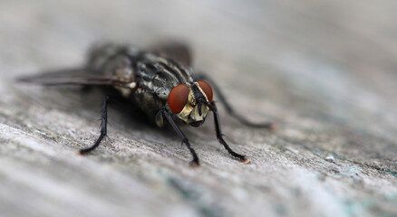 A large housefly sits on an old wooden surface. Macro photography and selective focus. Macro...