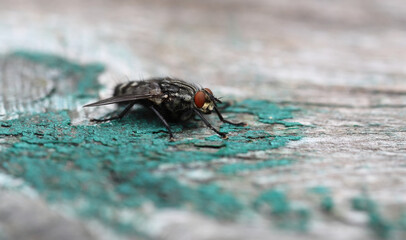 A large housefly sits on an old wooden surface. Macro photography and selective focus. Macro...