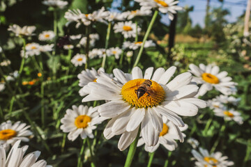 Chamomile blooming flowers close up Matricaria medical herb meadow field in sunny light as summer  backdrop wallpaper background toned in warm bright colors tones