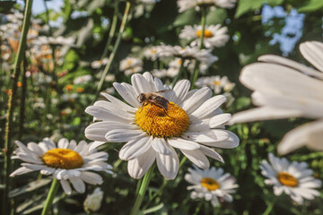 Fototapeta premium Chamomile blooming flowers close up Matricaria medical herb meadow field in sunny light as summer backdrop wallpaper background toned in warm bright colors tones