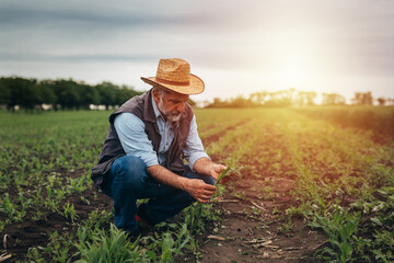 Naklejka na ściany i meble man examining root of corn plant on field