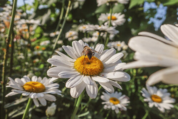 Chamomile blooming flowers close up Matricaria medical herb meadow field in sunny light as summer  backdrop wallpaper background toned in warm bright colors tones