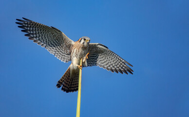 American Kestrel

