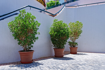 Trees in pots are found near a staircase with white walls leading up. Minimalist landscaping concept