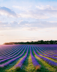 Obraz na płótnie Canvas lavender field