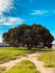 Fototapeta premium tree in the field