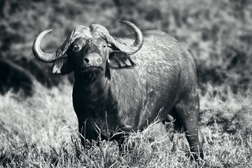 Cape buffalo in black and white highly focused and alerted showing the distinct buffalo pose when alerted. 