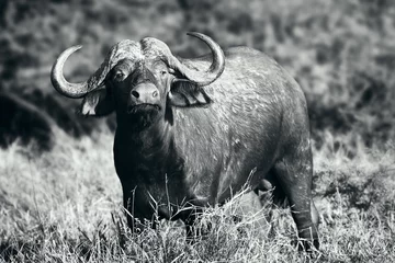 Photo sur Plexiglas Buffle Cape buffalo in black and white highly focused and alerted showing the distinct buffalo pose when alerted. 