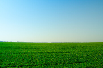 landscape, large green field, grass field under blue sky